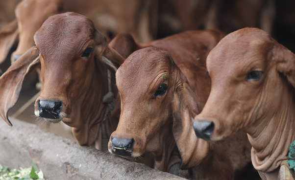 Gir Cow Bilona Ghee